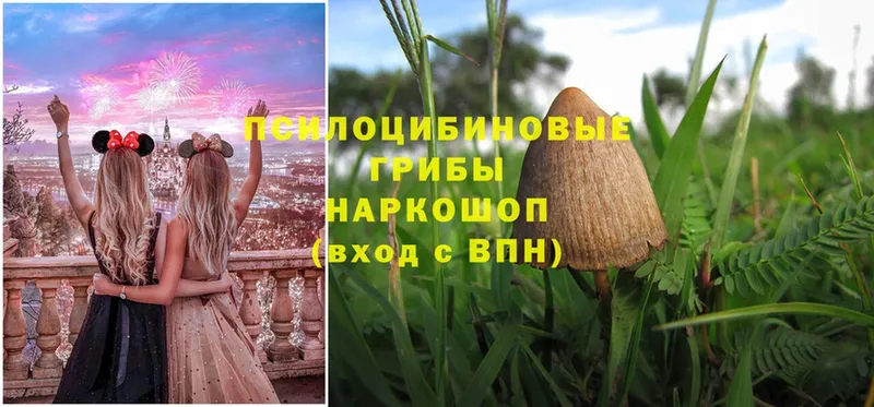 это состав  наркотики  Тулун  Галлюциногенные грибы Cubensis 